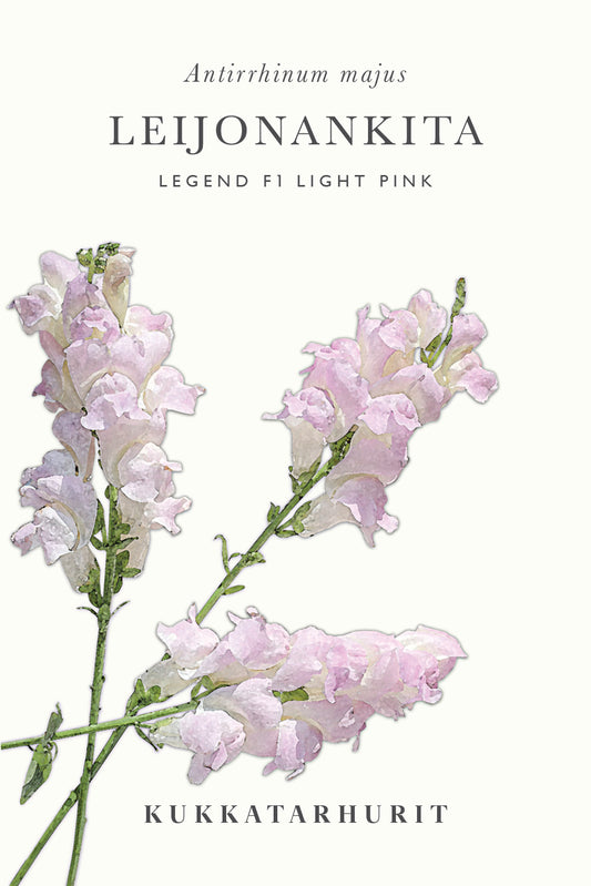 Leijonankita Legend Light Pink