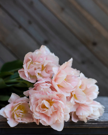 Kerrannainen tulppaani Dreamer