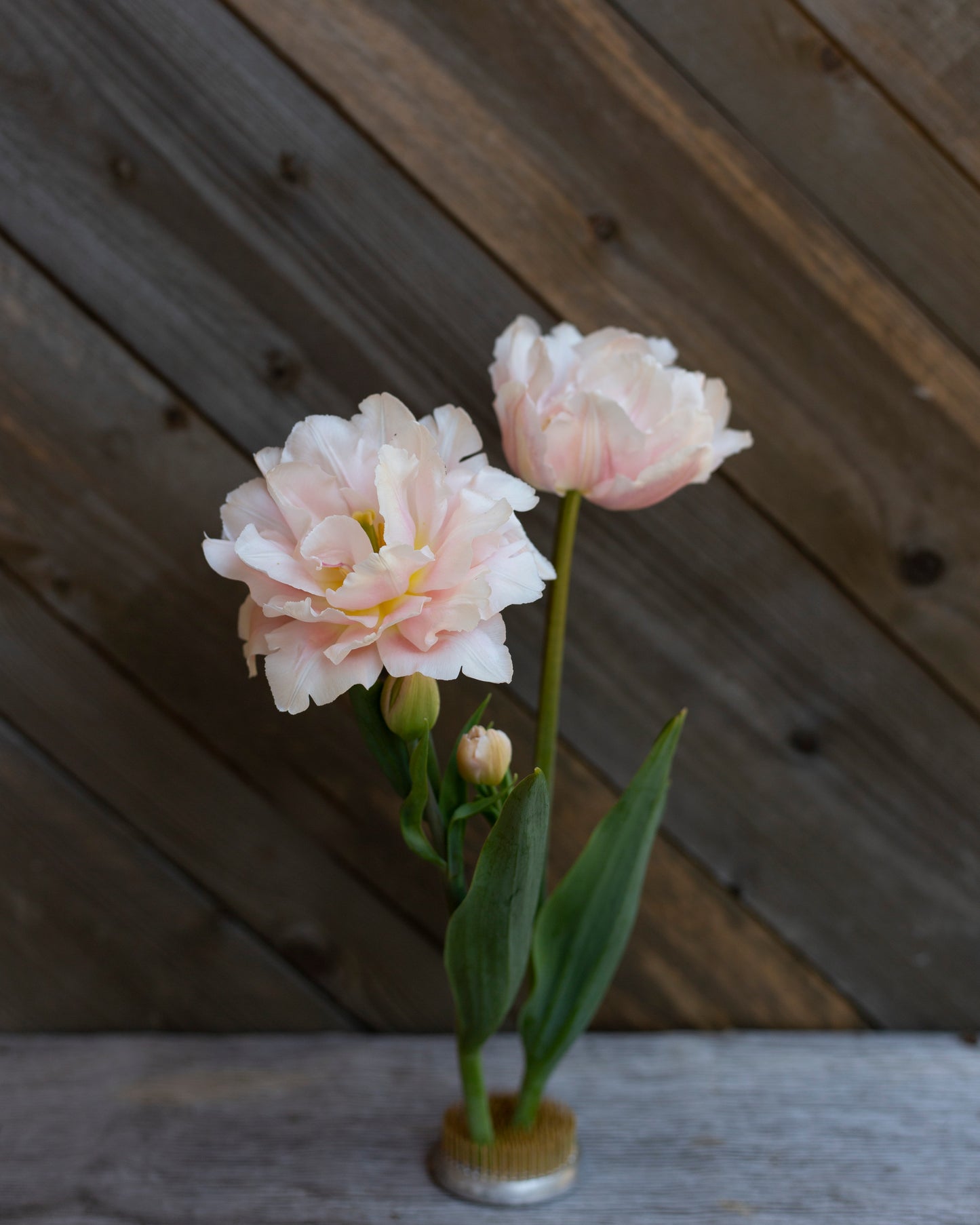 Kerrannainen tulppaani Dreamer