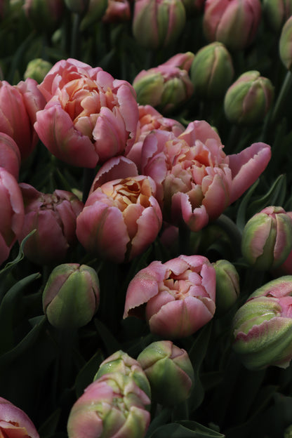 Kerrannainen tulppaani Pink Star