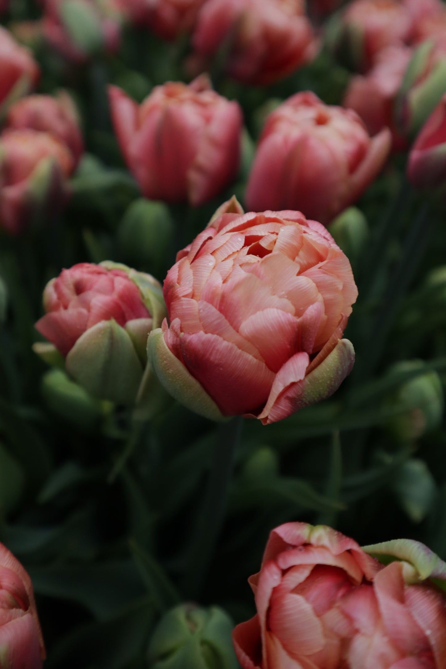 Kerrannainen tulppaani Copper Image