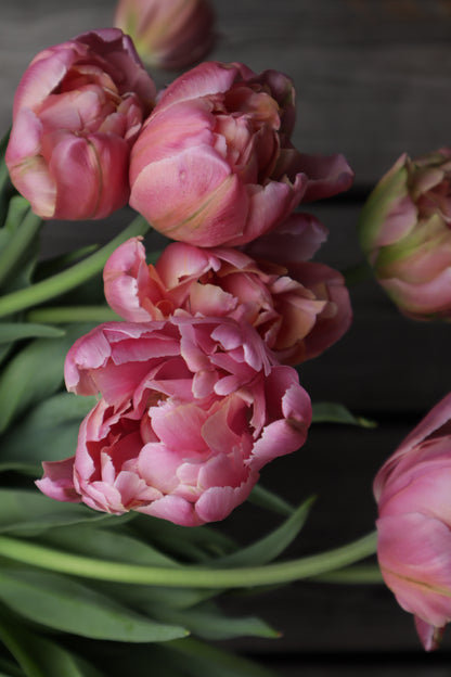 Kerrannainen tulppaani Pink Star