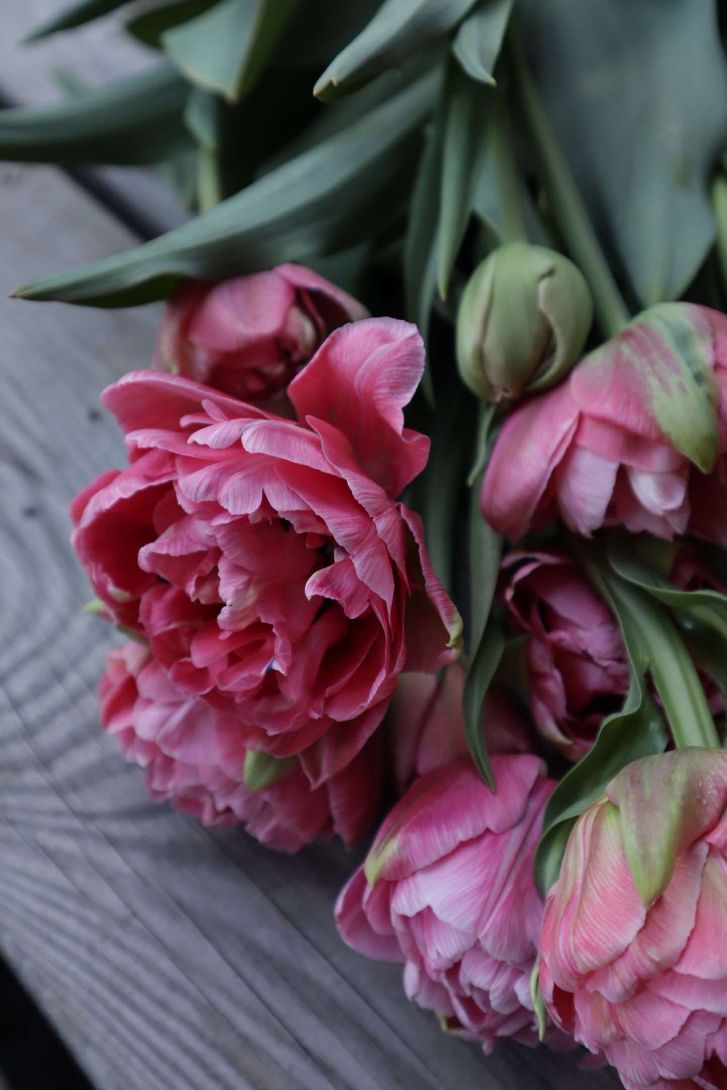Kerrannainen tulppaani Aveyron
