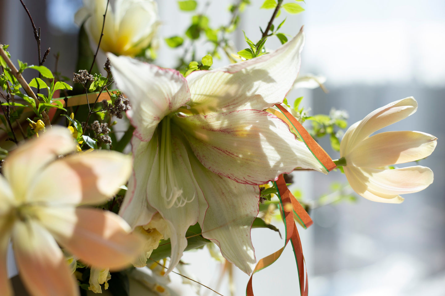 Amaryllis Green Magic®