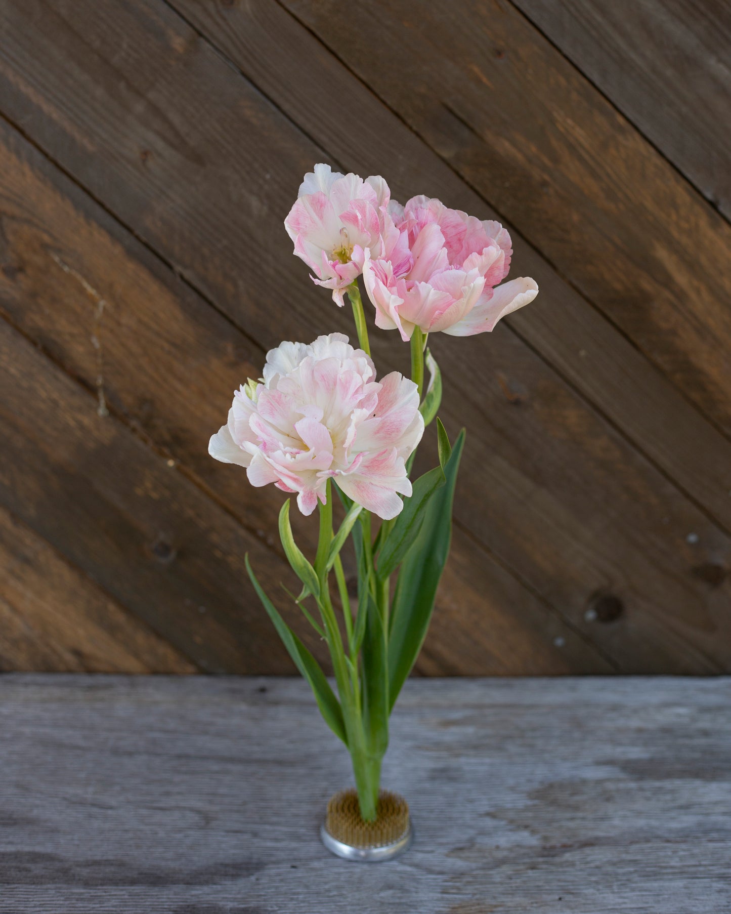 Kerrannainen tulppaani Angelique
