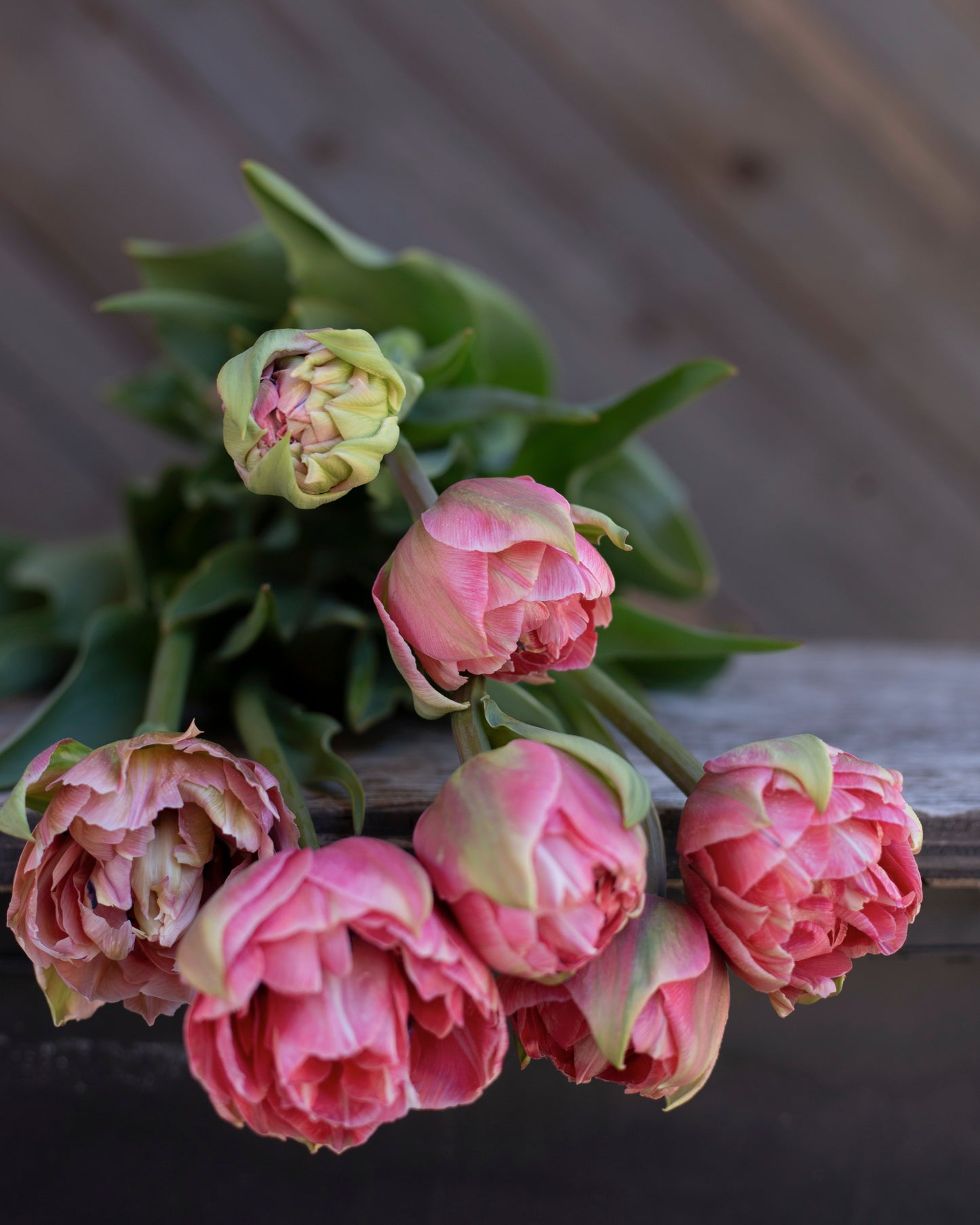 Kerrannainen tulppaani Aveyron