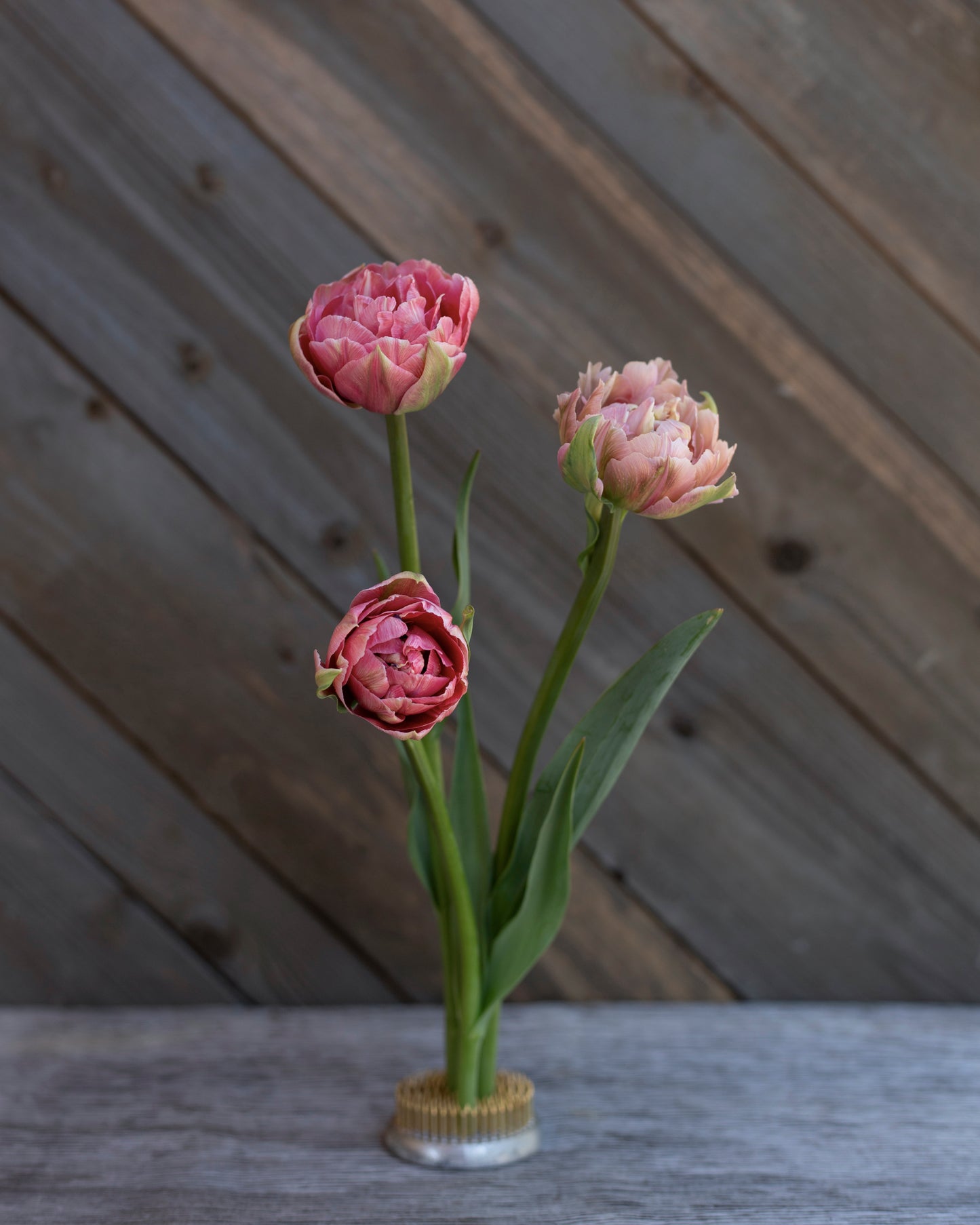 Kerrannainen tulppaani Aveyron