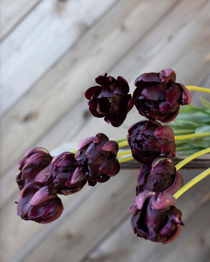 Kerrannainen tulppaani Black Hero