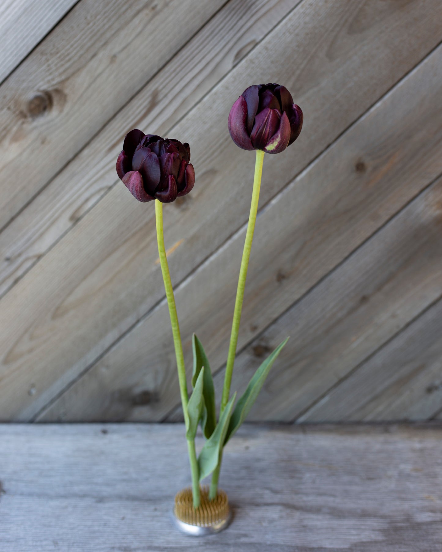Kerrannainen tulppaani Black Hero