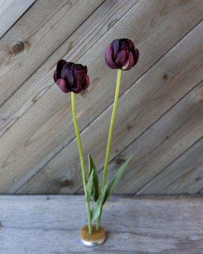 Kerrannainen tulppaani Black Hero