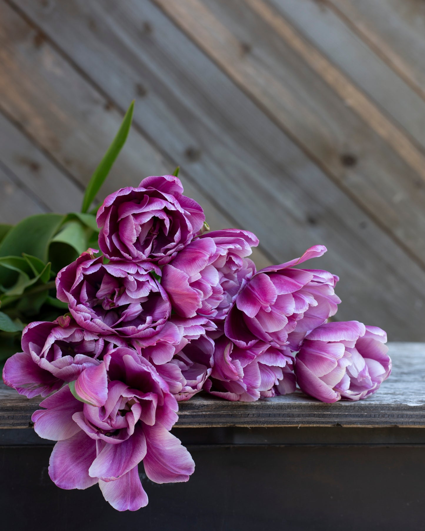 Kerrannainen tulppaani Blue Diamond