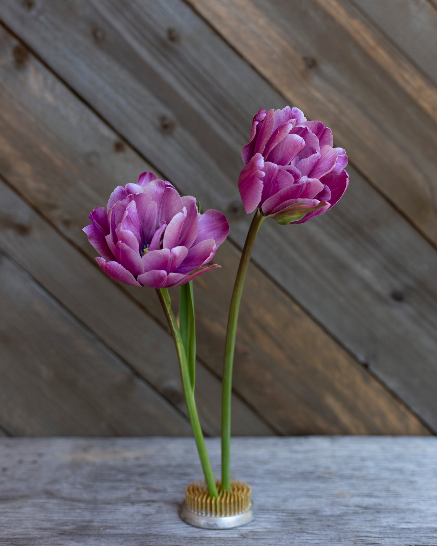 Kerrannainen tulppaani Blue Diamond