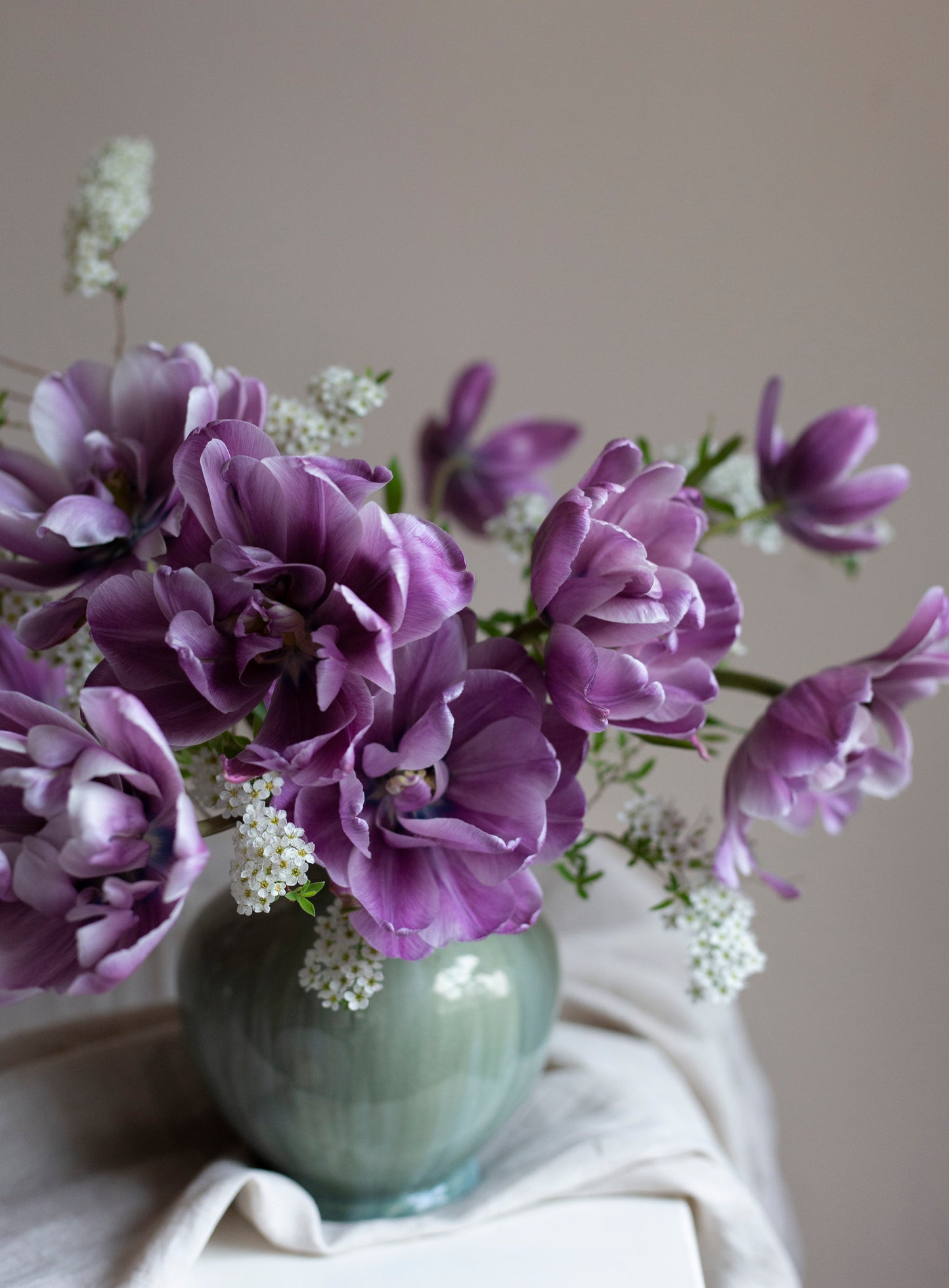 Kerrannainen tulppaani Blue Diamond