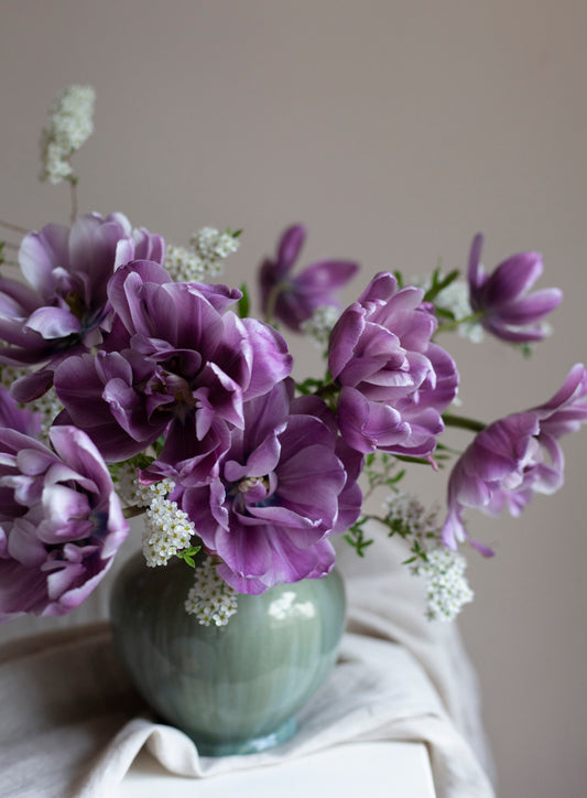 Kerrannainen tulppaani Blue Diamond