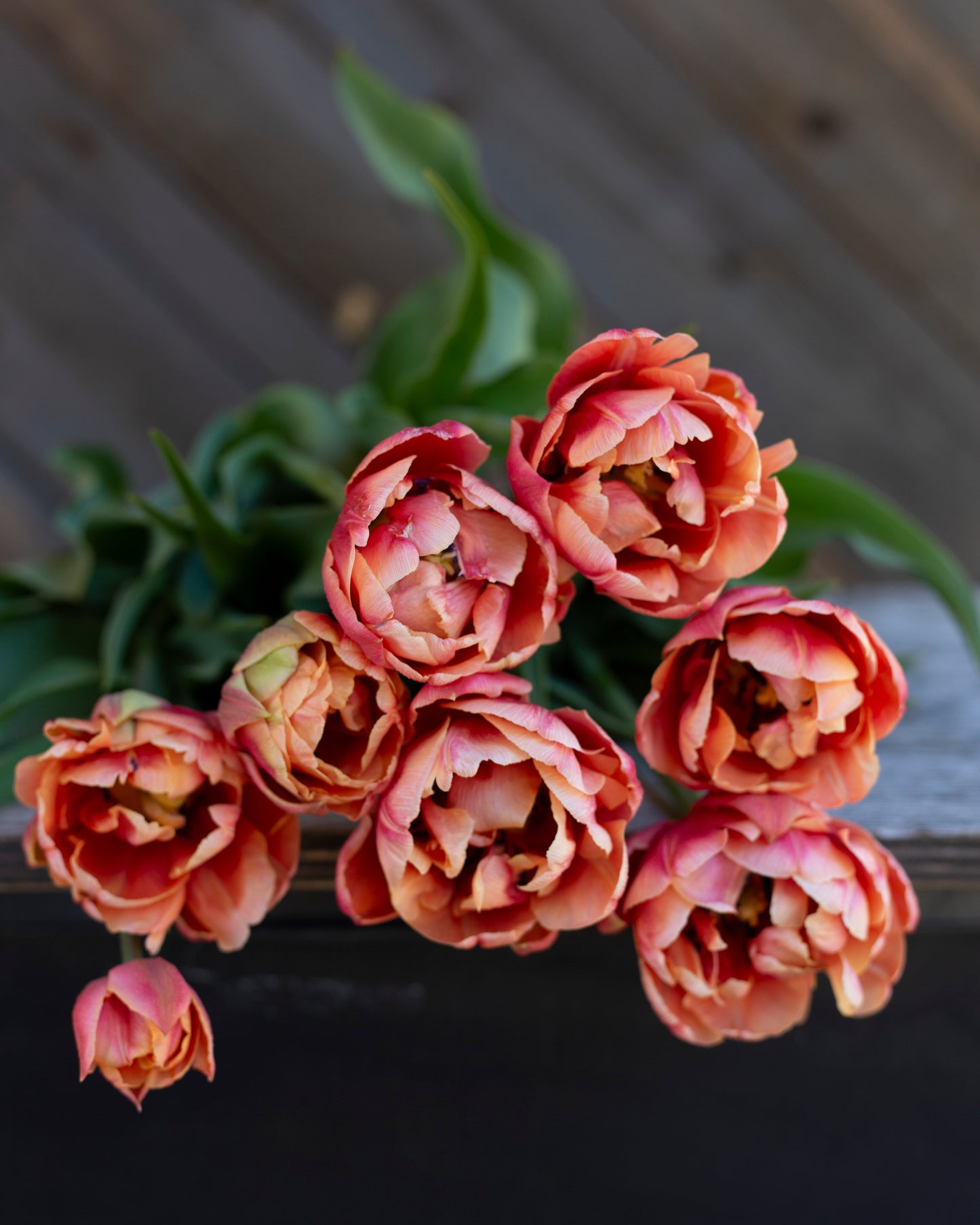 Kerrannainen tulppaani Copper Image