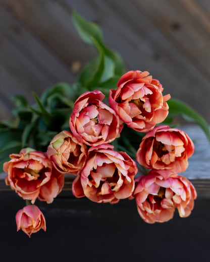 Kerrannainen tulppaani Copper Image