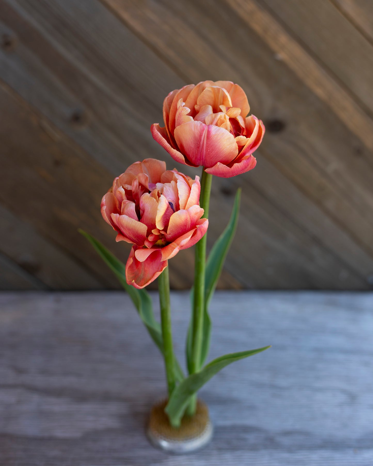Kerrannainen tulppaani Copper Image