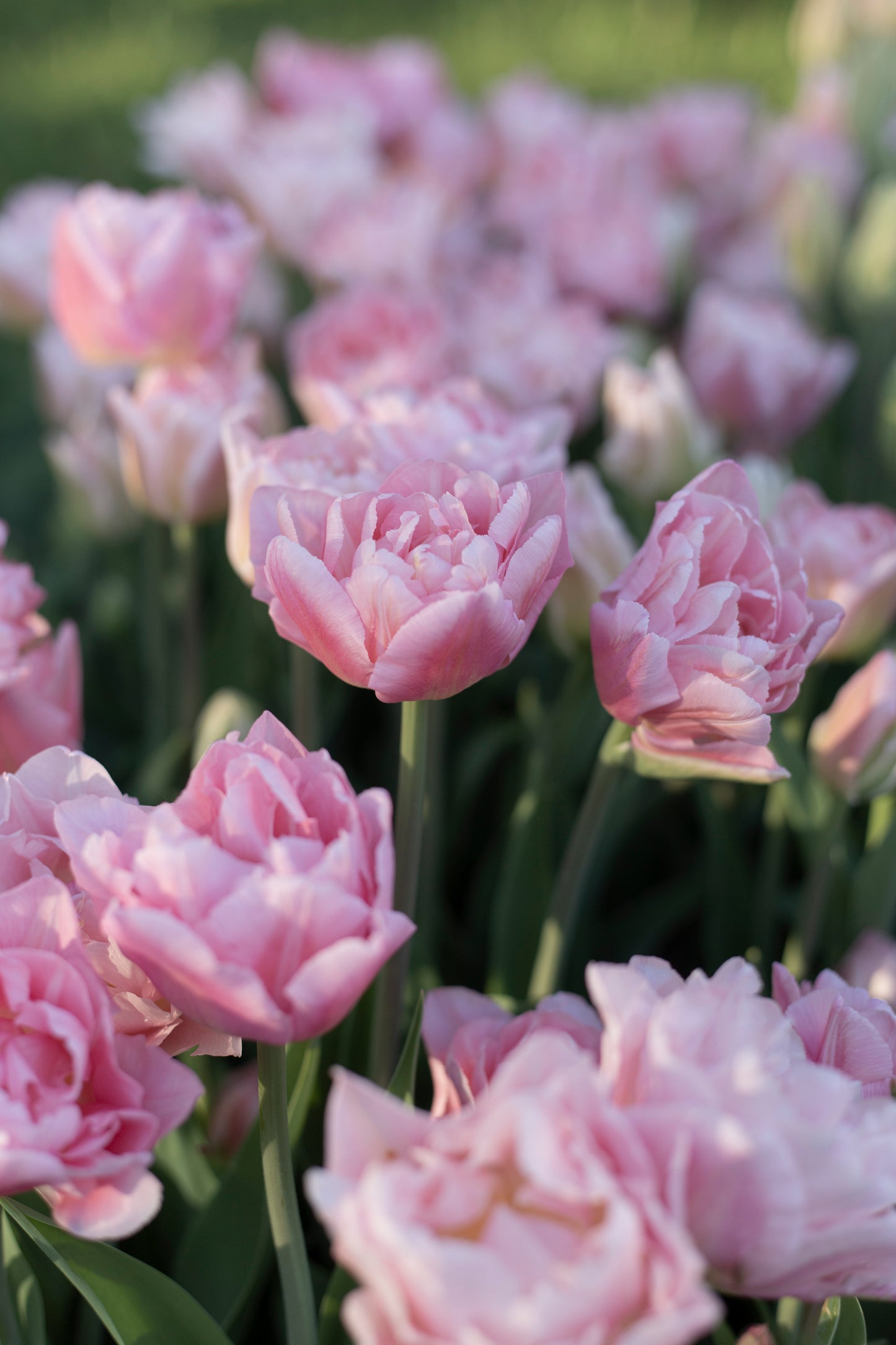 Kerrannainen tulppaani Dreamer