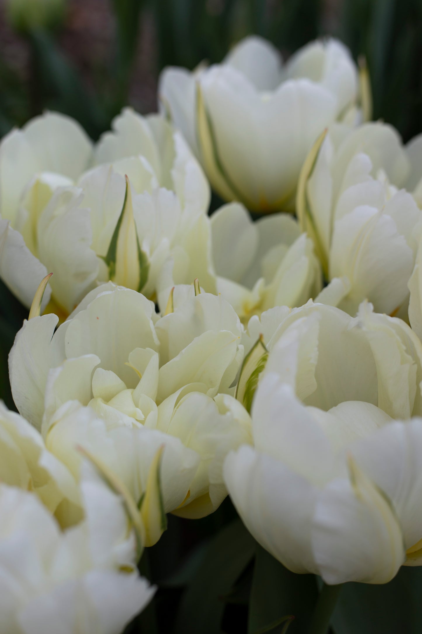 Kerrannainen tulppaani Exotic Emperor