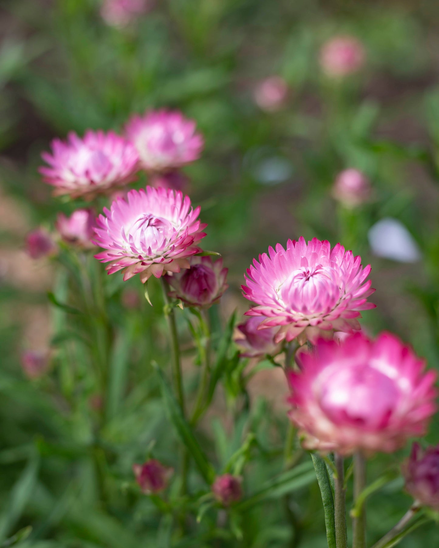 Iso-olkikukka Silvery Rose