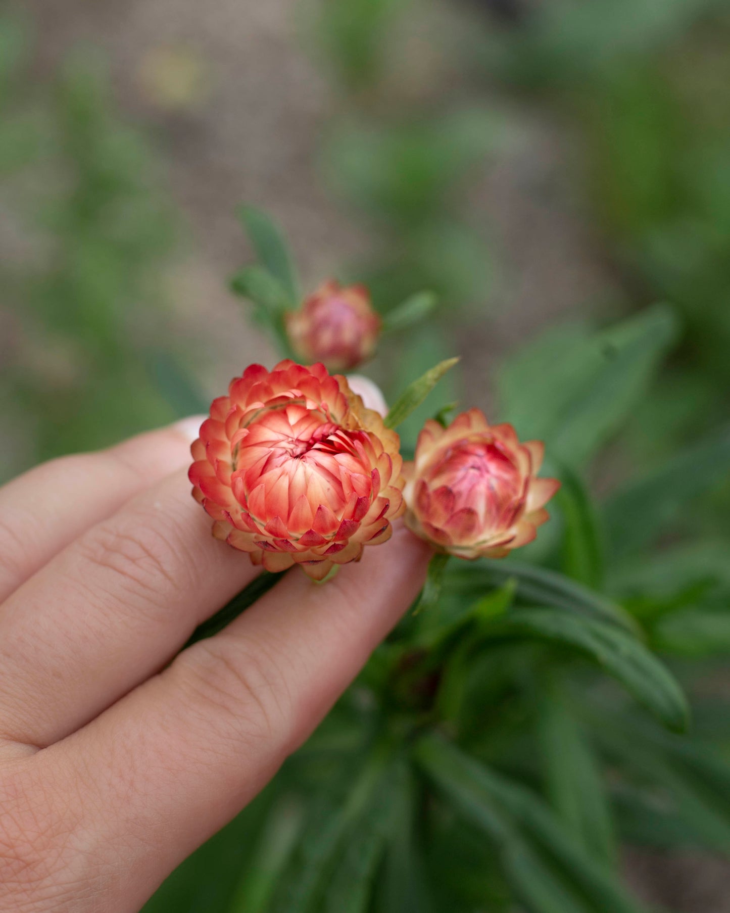 Iso-olkikukka Salmon Rose
