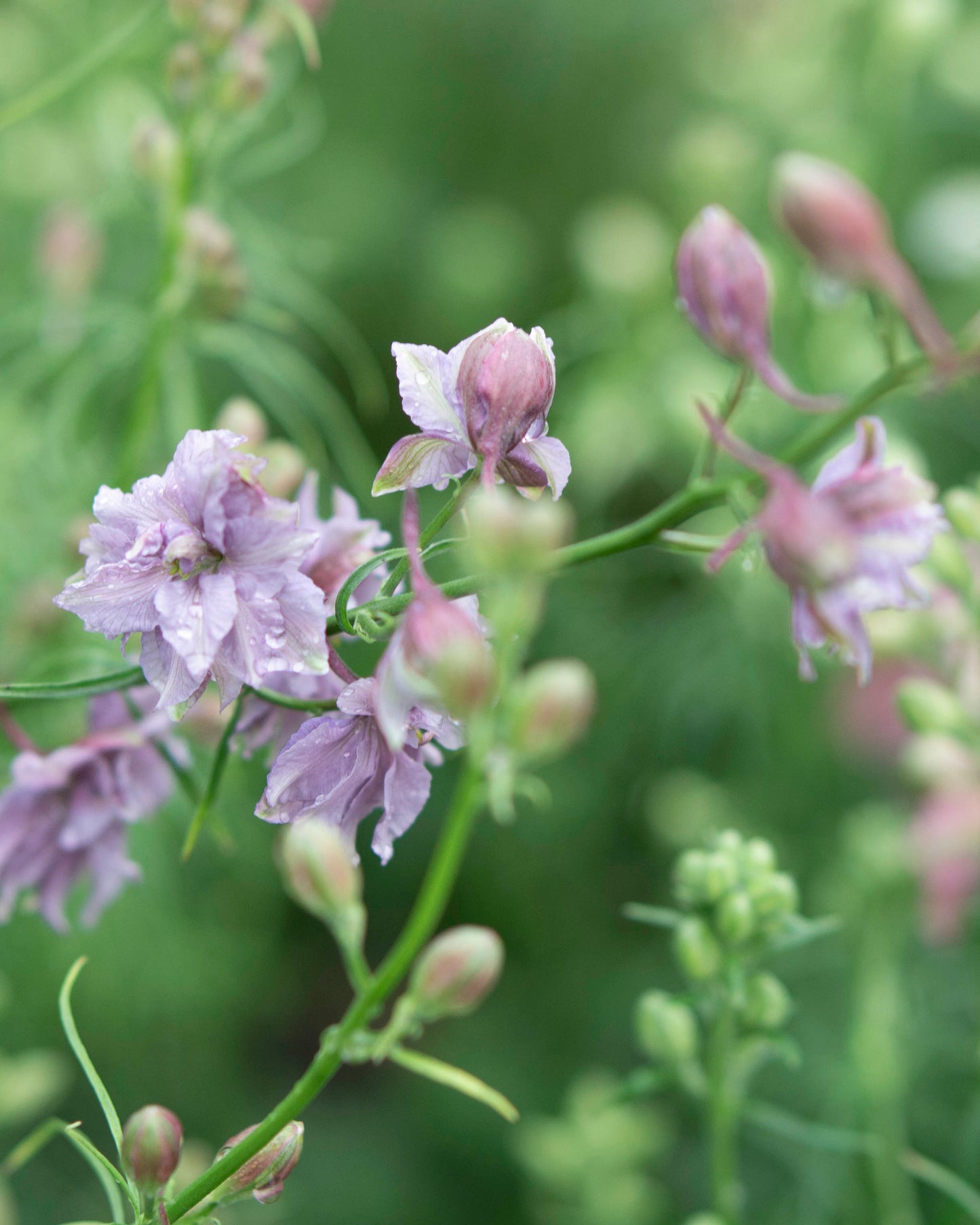 Tarhakukonkannus Misty Lavender