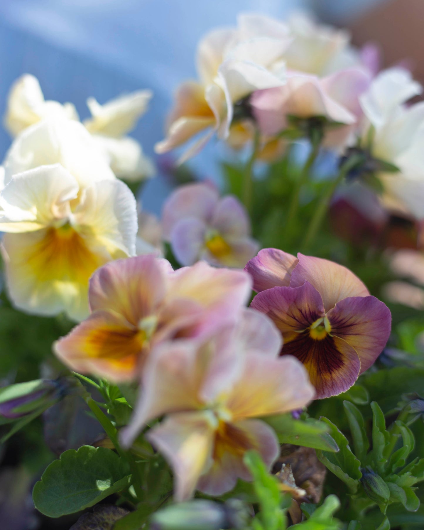 Tarhaorvokki Inspire Peach Shades