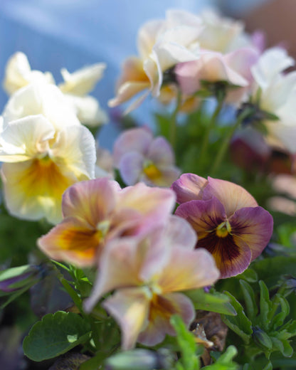 Tarhaorvokki Inspire Peach Shades
