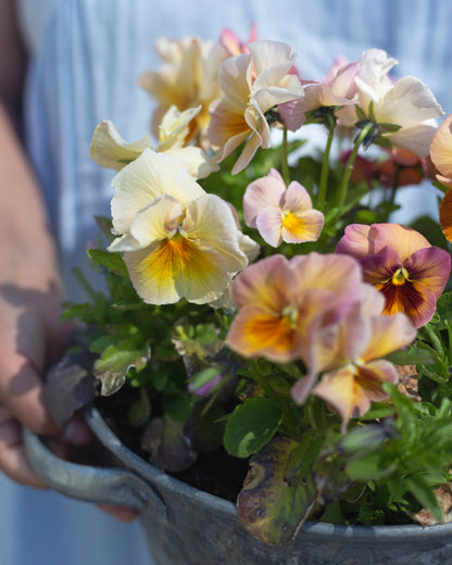 Tarhaorvokki Inspire Peach Shades