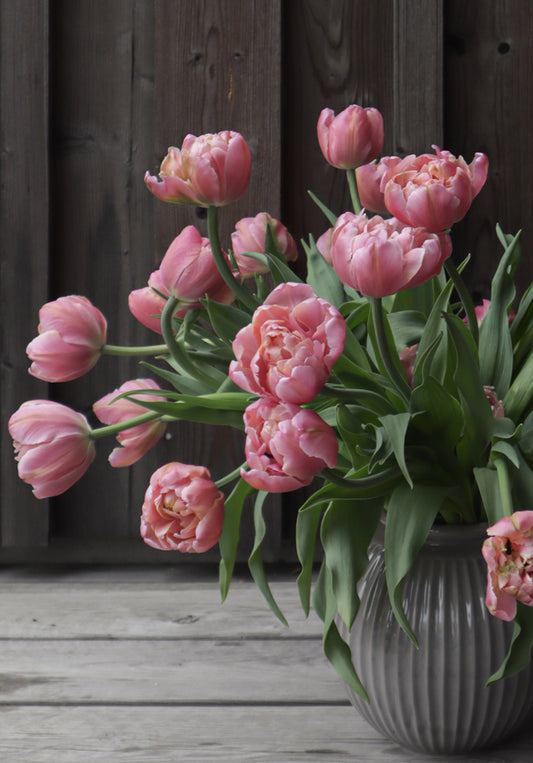 Kerrannainen tulppaani Pink Star