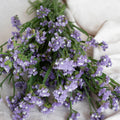 Qis Lavender