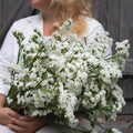 Qis White
