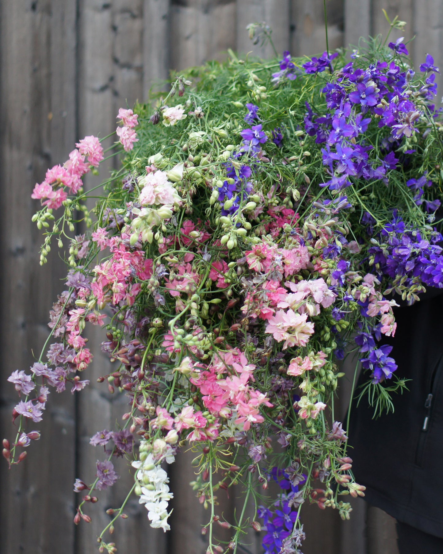 Tarhakukonkannus Misty Lavender
