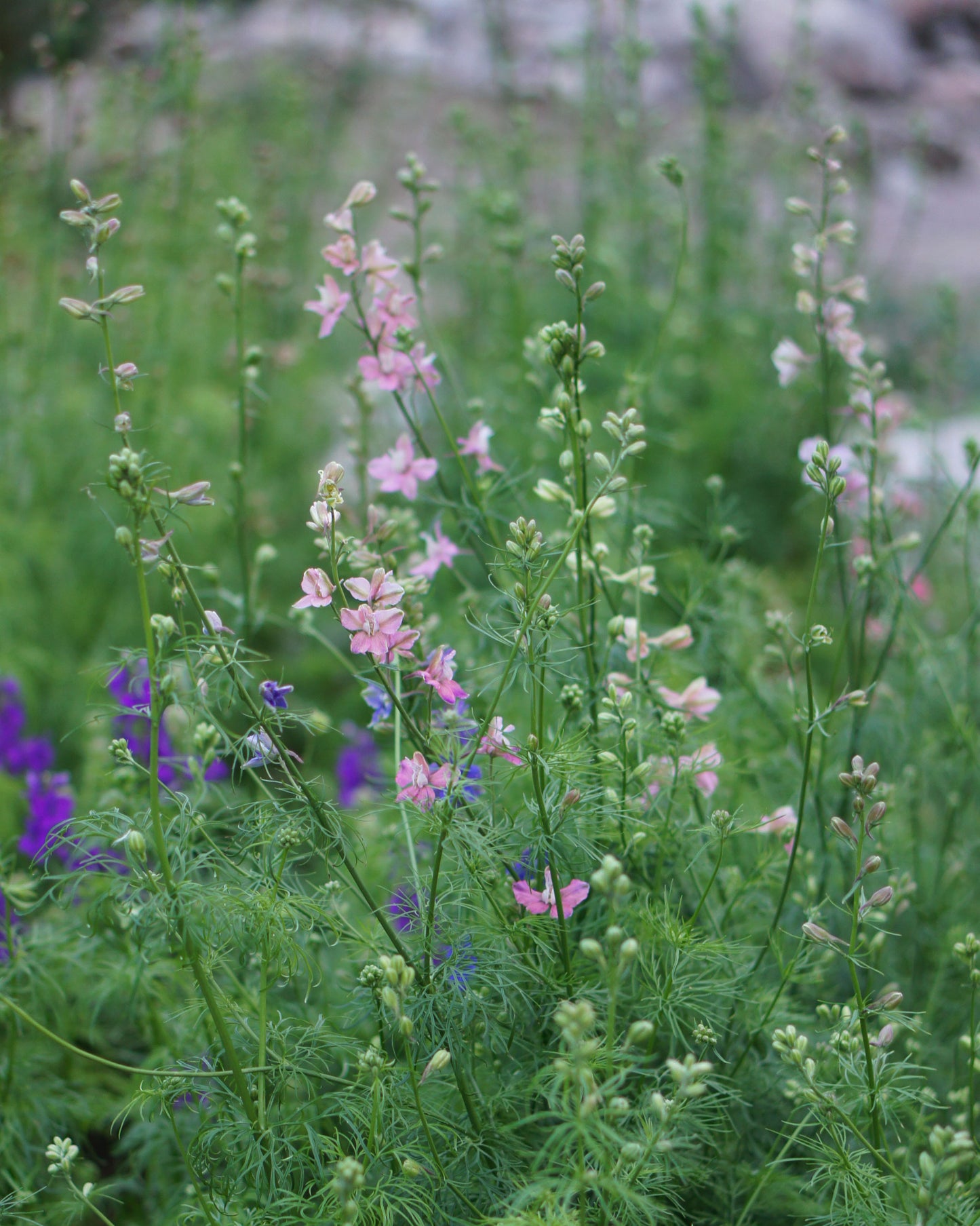 Tarhakukonkannus Qis® Light Pink