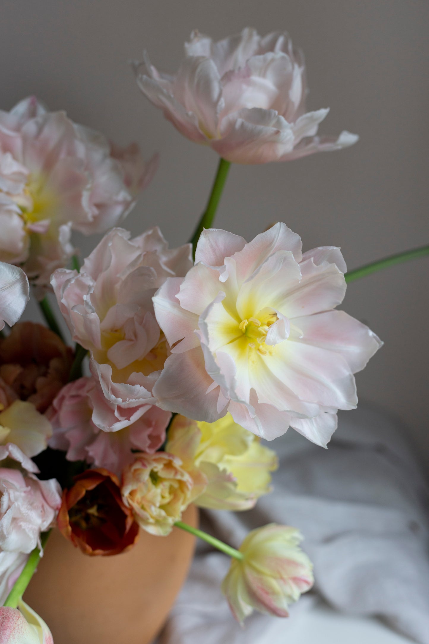 Kerrannainen tulppaani Dreamer