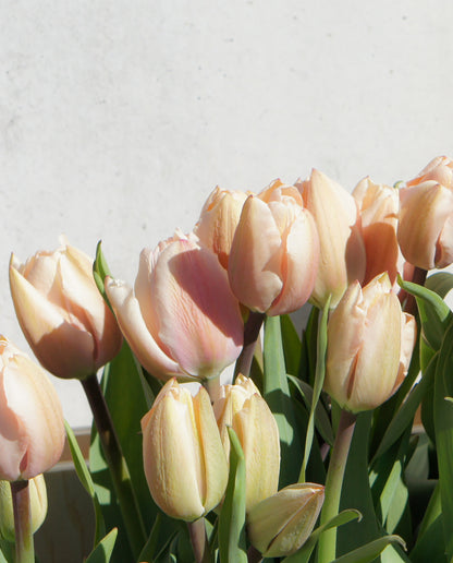 Yksinkertainen tulppaani Thijs Boots