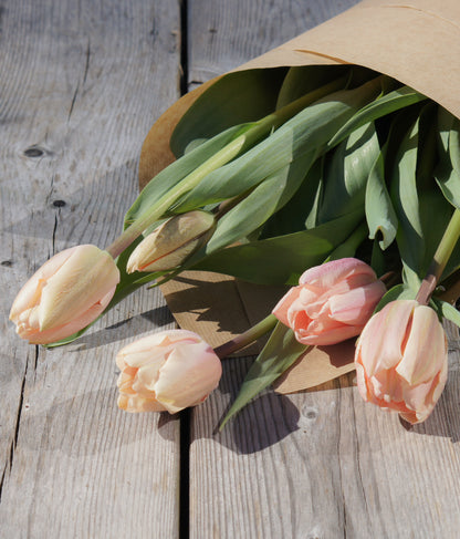 Yksinkertainen tulppaani Thijs Boots
