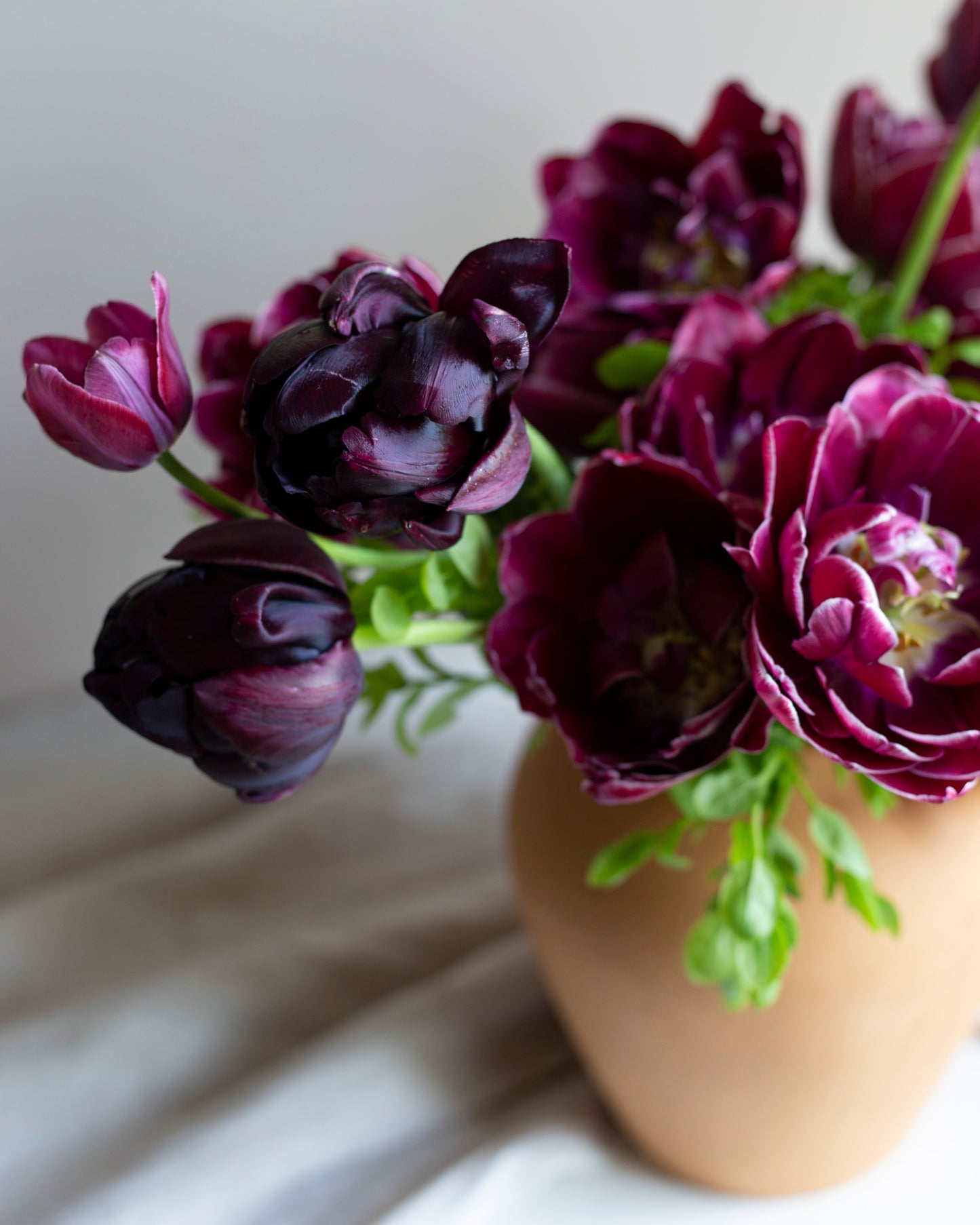 Kerrannainen tulppaani Black Hero